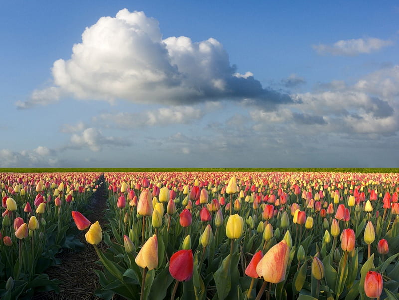 Tulips in the fields., Yellow, Love, Red, Orange, HD wallpaper