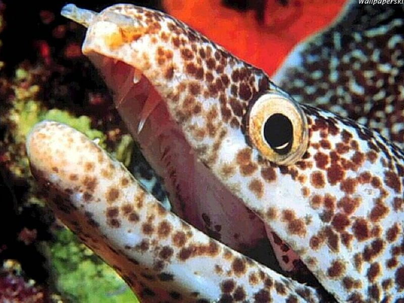 Spotty Eel, eel head, reef, ocean, HD wallpaper