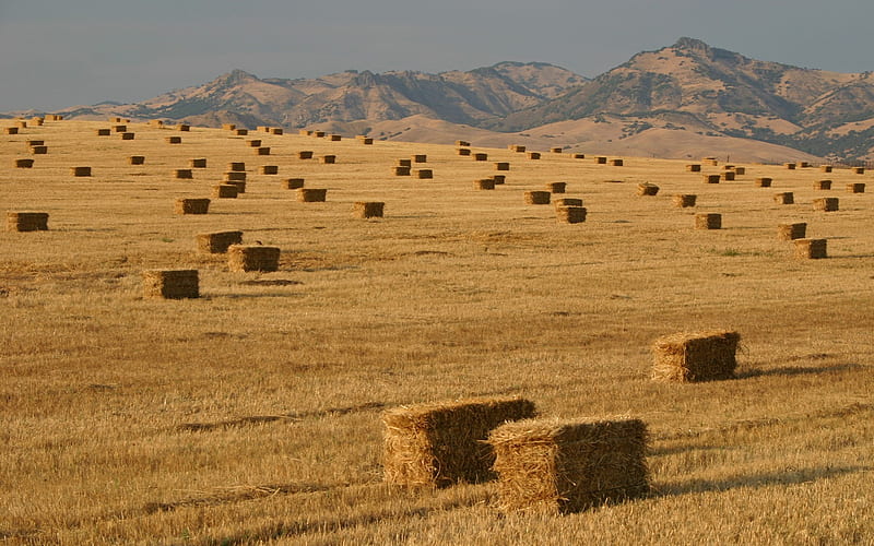 Landscape, Wheat, Earth, Field, Country, Haystack, HD wallpaper