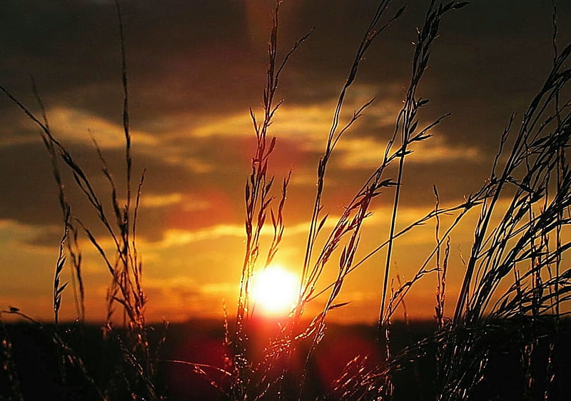 720P free download Early September Sunset, september, sun, grass