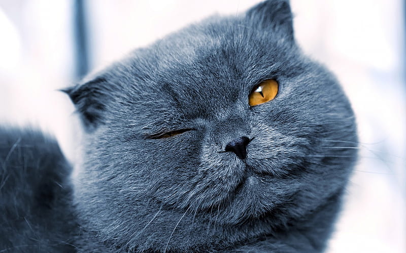 British gray cat, winks, cute animals, short-haired gray cat, pets, cats, HD wallpaper