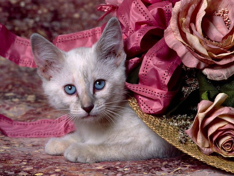 Siamese Kitten hiding!, cute, flowery, hiding, lovely, white, cat, kitten, pink, HD wallpaper