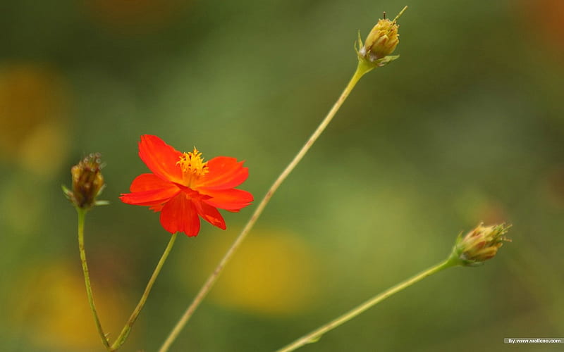 Autumn flowers-grass in the cosmos 32, HD wallpaper