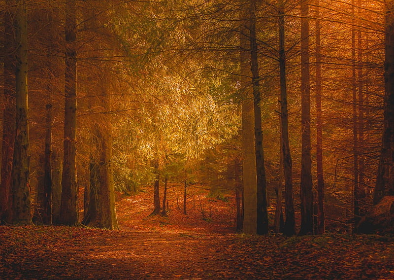 The Winding Path, autum, forest, leaves, golden, bonito, trees, mystic, HD wallpaper