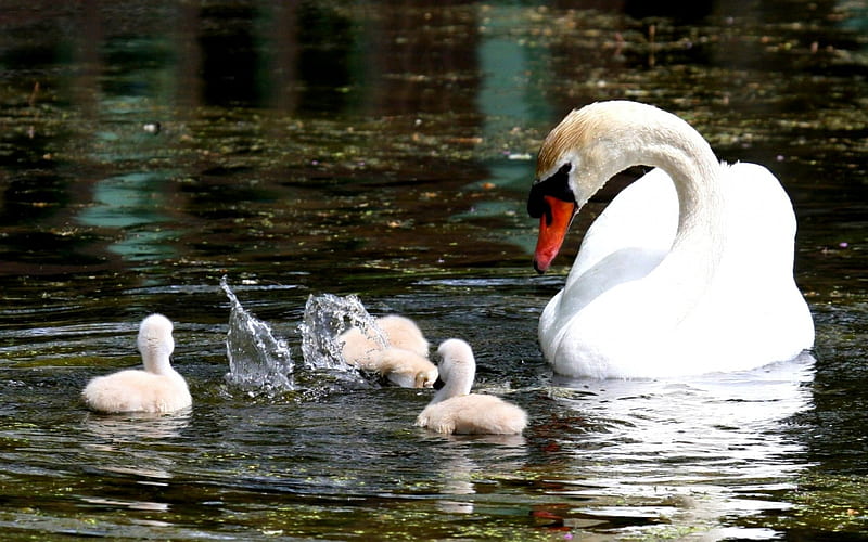SUMMER OUTING, pond, family, outing, swim, cygnets, swan, HD wallpaper