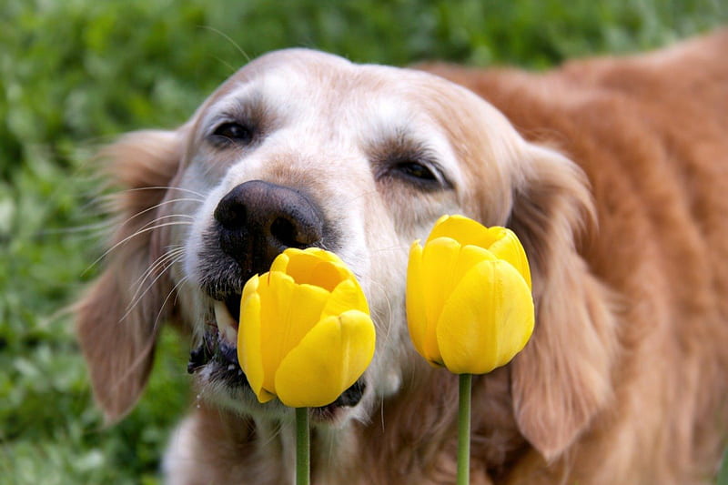 Smile with tulips, friend, sunny, yellow, bonito, love, bright, siempre, brilliant, soul, tulips, animals, dog, fresh, labrador, golden, spring, golden retriever, true, always, precious, garden, HD wallpaper