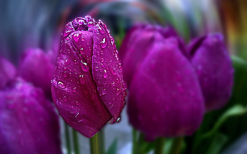 violet tulips, dew, spring, violet flowers, bokeh, spring flowers, macro, tulips, Happy womens day, beautiful flowers, HD wallpaper