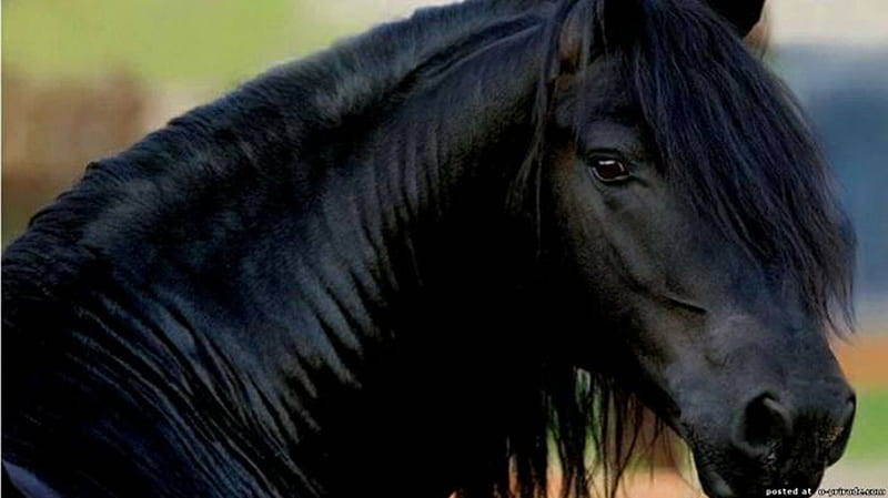 Friesian breed, stallion, elite, black, beauty, horse, animal, HD wallpaper