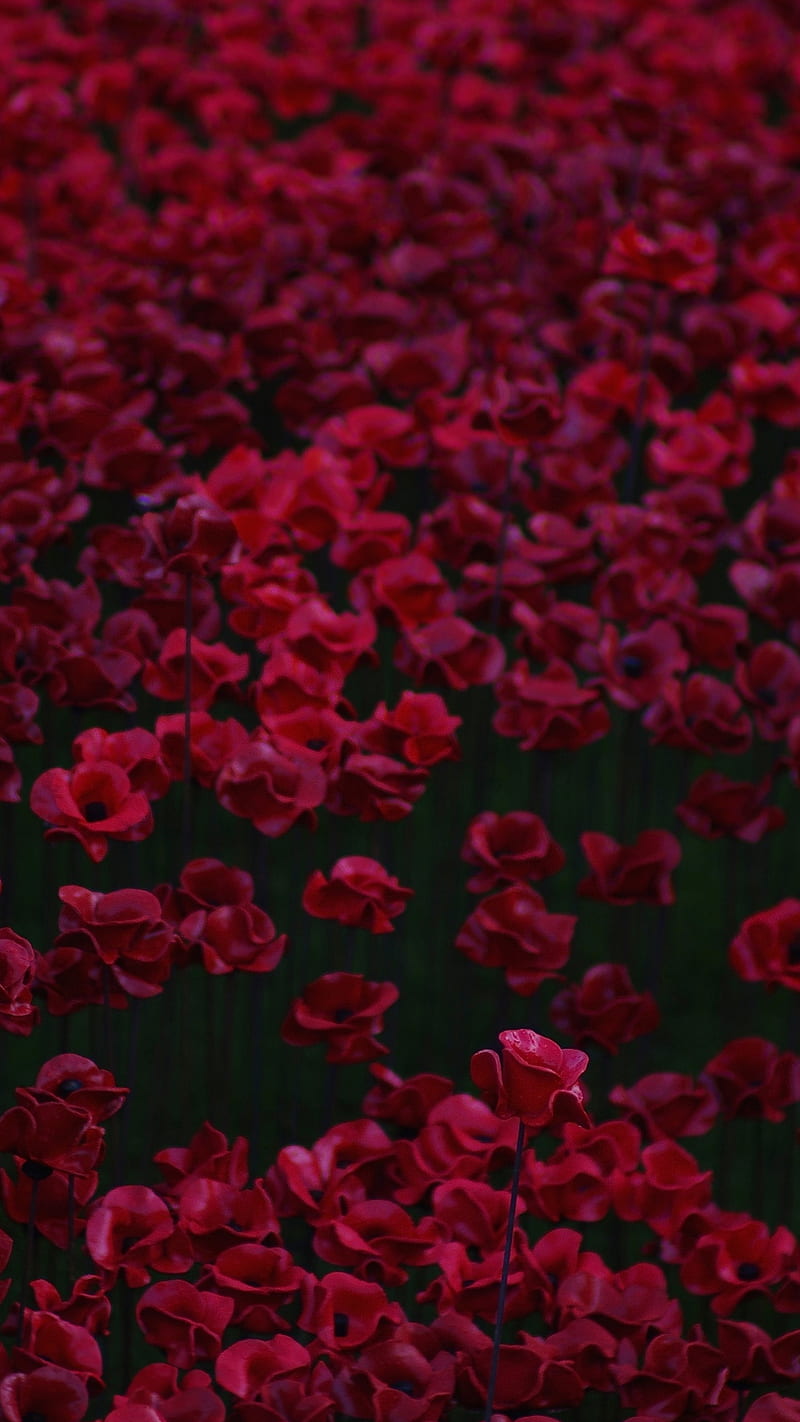 Flowers bed , red, dark, background, HD phone wallpaper