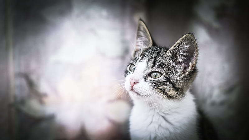 White Black Cat Is Looking Up In White Blur Background Cat, HD wallpaper