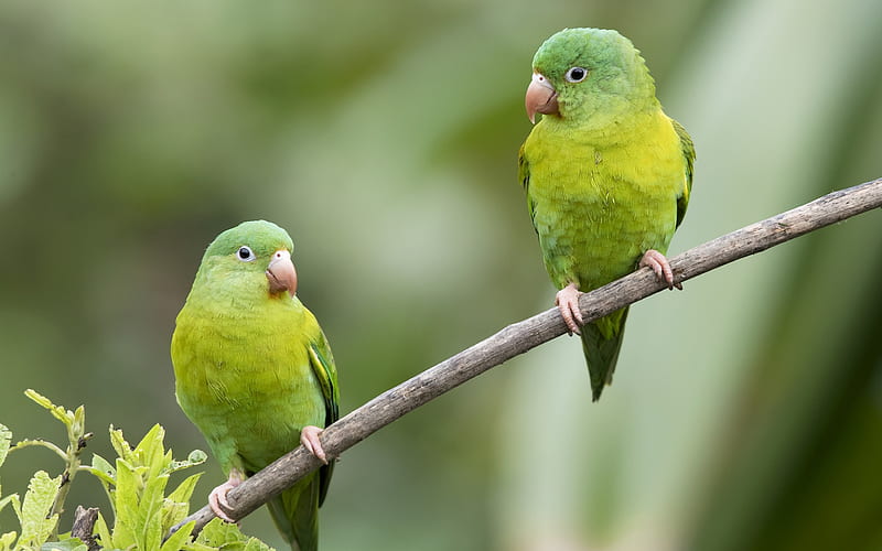 green parrots, beautiful green birds, parrots, birds on a branch, forest, HD wallpaper