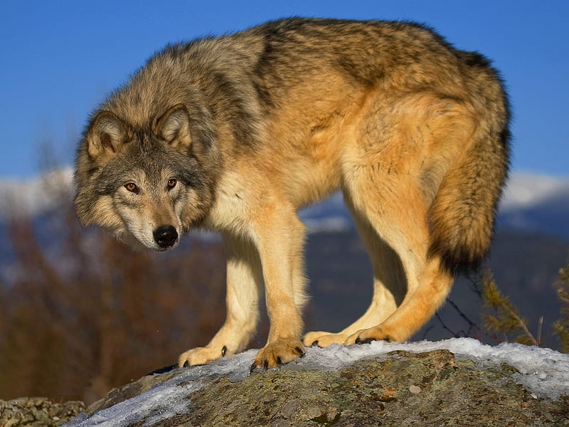 wolf, predator, gray, HD wallpaper