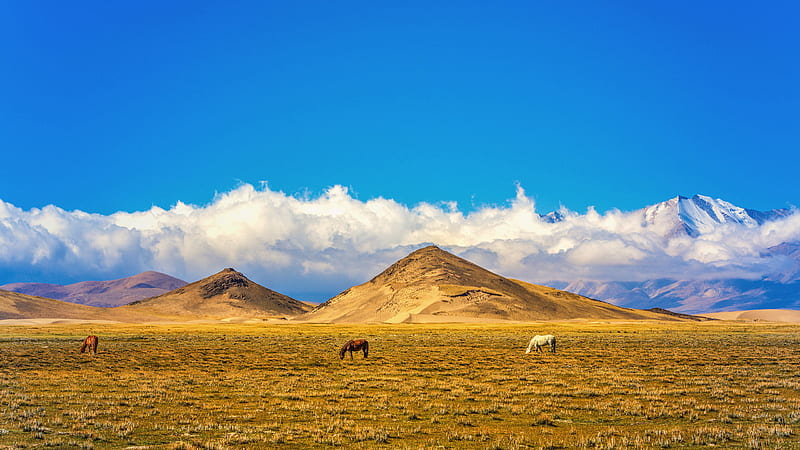 Horses On Grass Under Blue Sky In Clouds Tibet Nature, HD wallpaper
