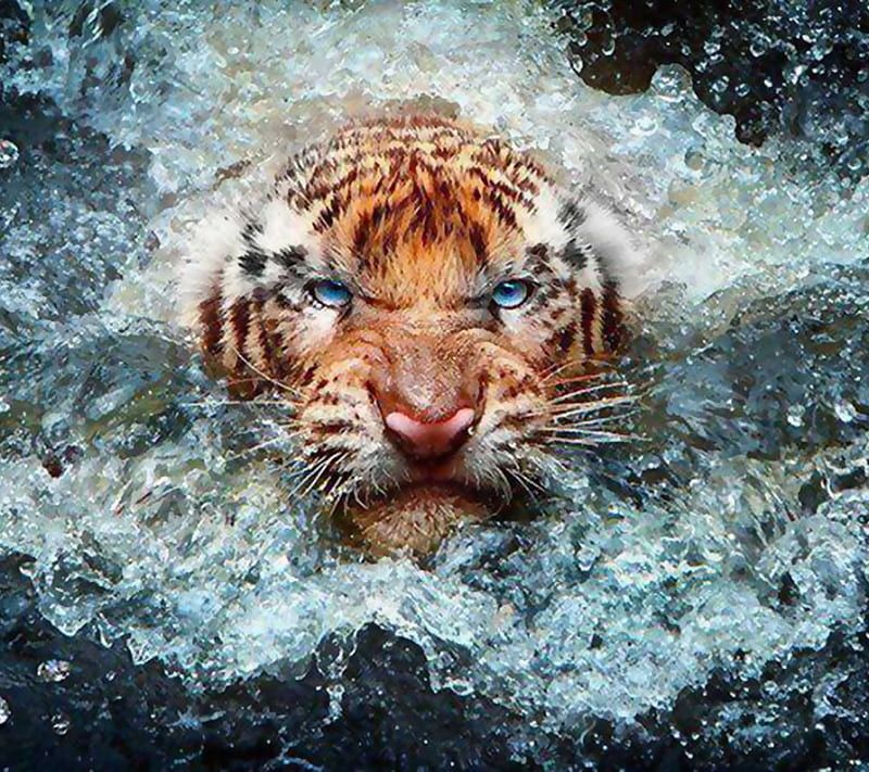 Tiger Splash, animal, saguaro, water, HD wallpaper