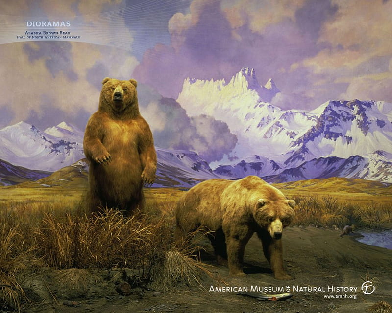 Alaskan Bears, diorama, art, brown bears, north american bears, handicrafts, authentic specs, handcrafted bears, handmade bears, wildlife, bears, bears of alaska, northern bears, animals, HD wallpaper