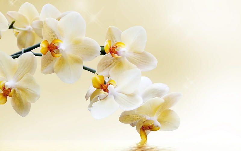 Orchid, bonito, Branch, Flowers, Nature, HD wallpaper