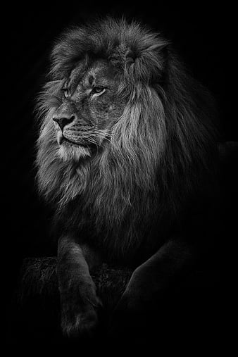 Black and white lion, gris, king, land, lion, lions, pets, south, HD phone  wallpaper | Peakpx