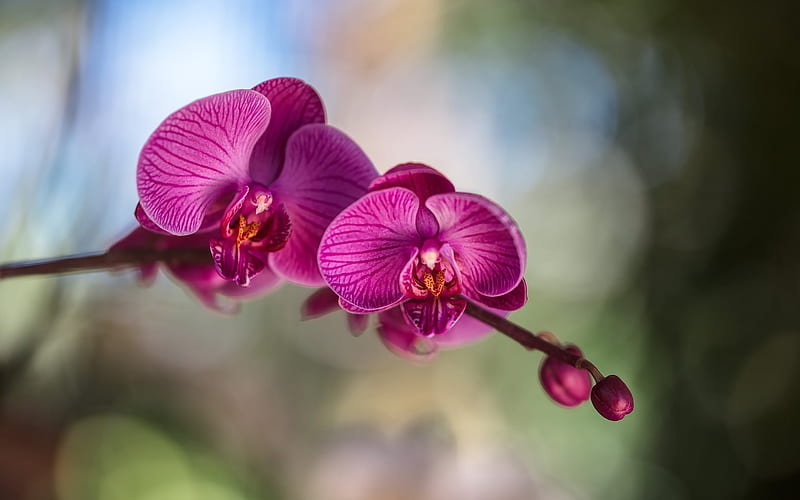 Orchid, pink flower, tropical flowers, orchids, HD wallpaper