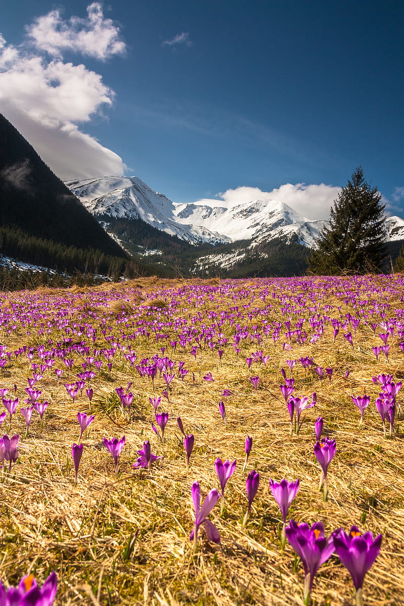 purple flower field near green pine tree forest, HD phone wallpaper