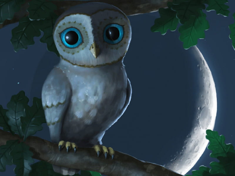Owl, nigh, moon, eye, HD wallpaper