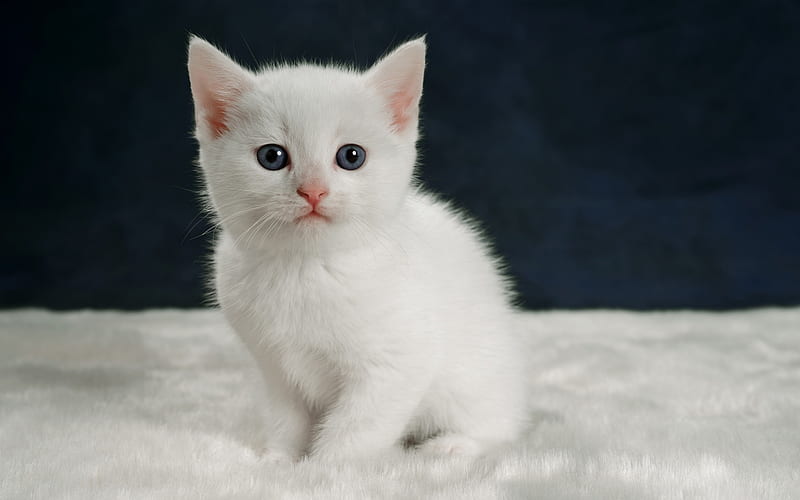 little white kitten, cute animals, fluffy cat, pets, HD wallpaper