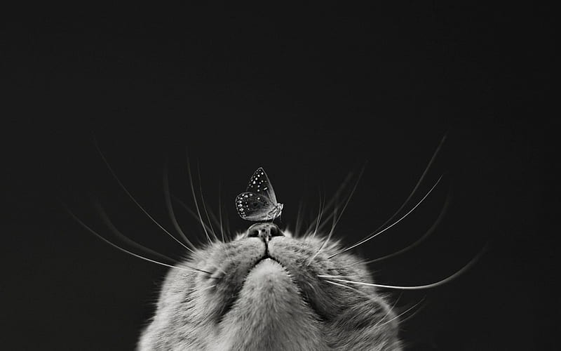 Don't move!, black, cat, animal, cute, butterfly, bw, funny, white, pisica, HD wallpaper