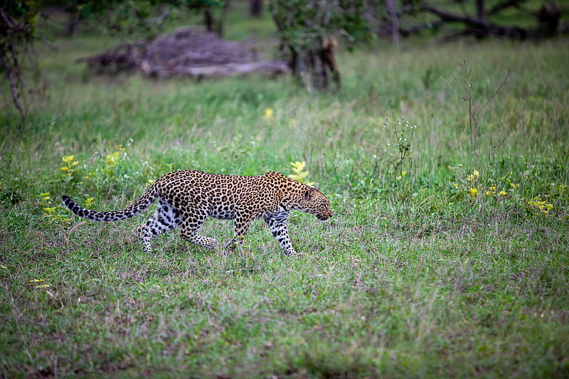 Leopard, movement, big cat, predator, wildlife, HD wallpaper | Peakpx
