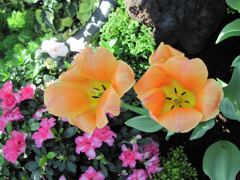 Tulips are spring-blooming 33, Yellow, Tulips, graphy, Garden, Orange, Green, Flowers, pink, HD wallpaper