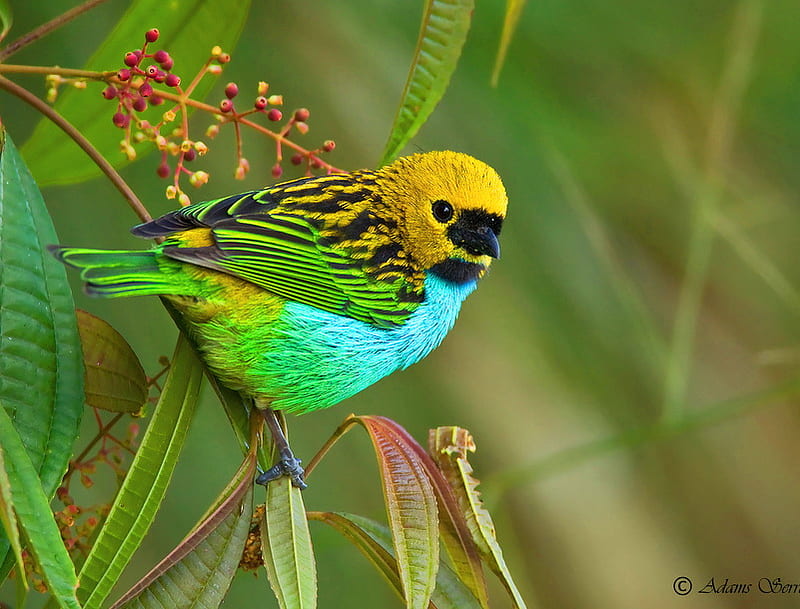 Dressed in feathers, gold, bird, green, black, colors, blue, feathers, HD wallpaper