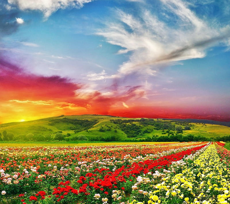 Field, clouds, flowers, garden, landscape, nature, sunset, HD wallpaper ...