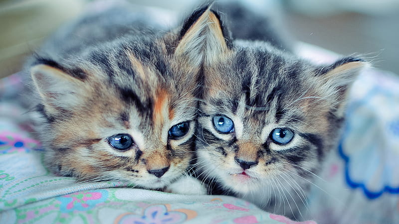 Two Blue Eyes Light Black Brown White Cat Kittens On Colorful Pillow Funny Cat Cute Cat, HD wallpaper