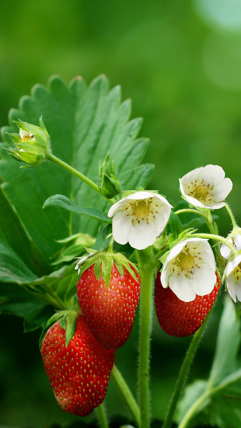 Strawberries on the plant , blur, flowers, ripe, berries, food, fruit, red, HD phone wallpaper