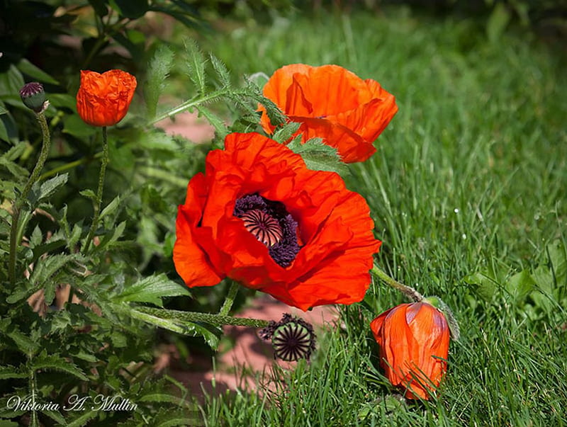 Poppies, blossoms, summer, red, garden, HD wallpaper