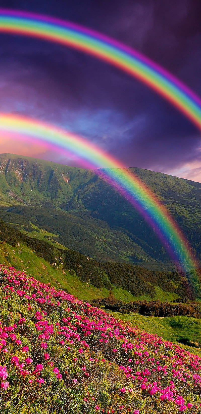 Double rainbow, flowers, nature, HD phone wallpaper