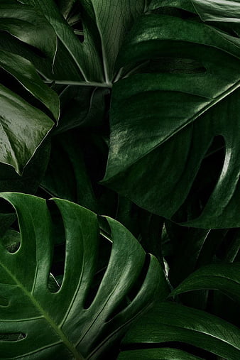 Monstera Leaves, HD phone wallpaper | Peakpx