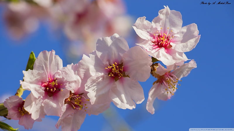 Apple tree’s blossom, apple tree, spring, blossom, white-pink, HD