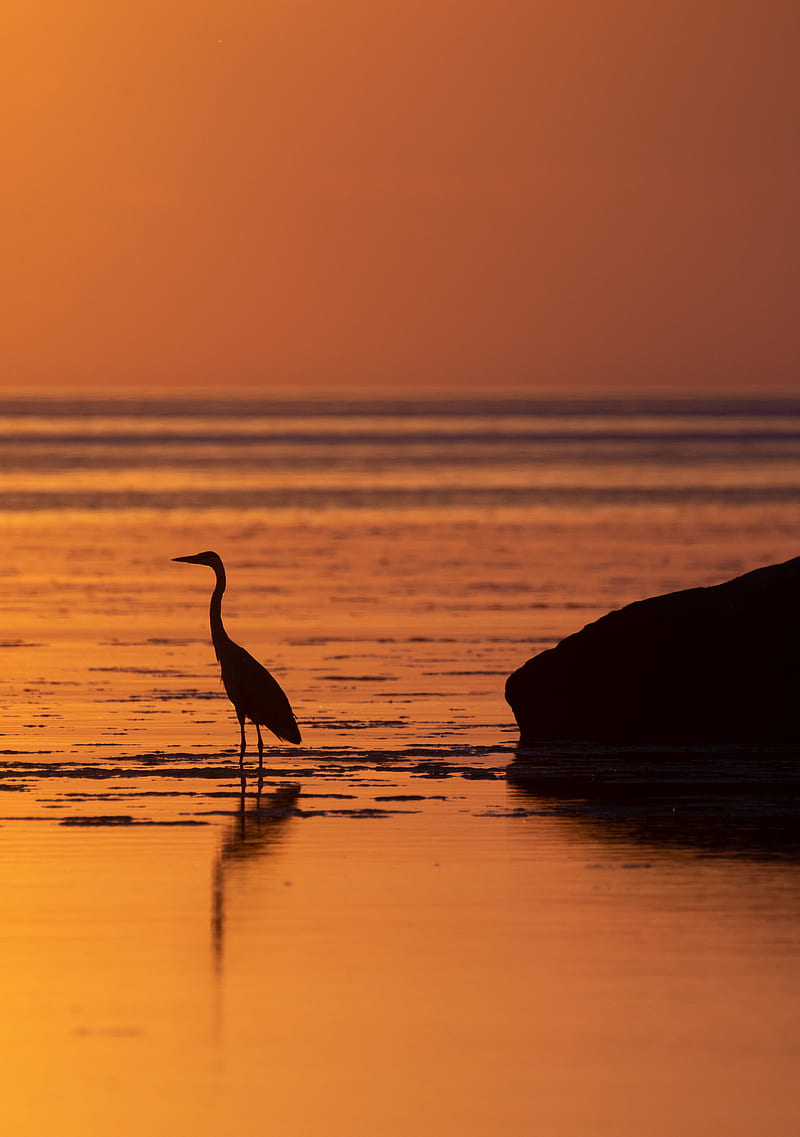heron, bird, sunset, water, HD phone wallpaper