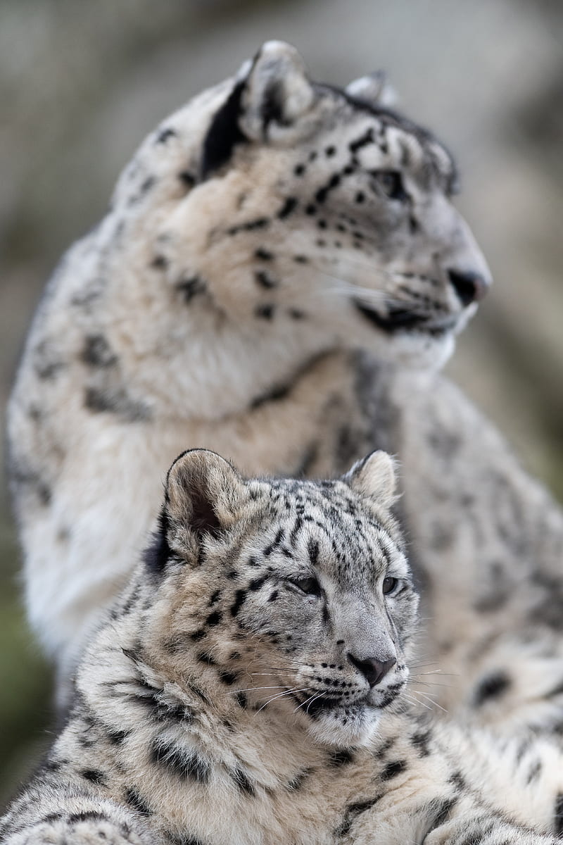 snow leopard, leopard, predator, big cat, wildlife, HD phone wallpaper