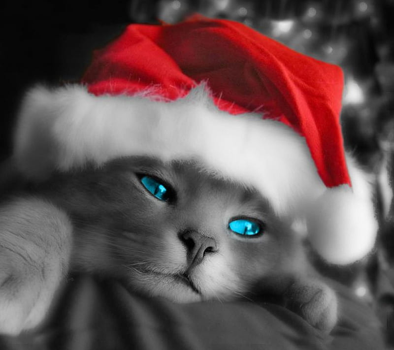 pisika cavsin, blue, cat, christmas, christmas cat, eyes, happy new year, HD wallpaper