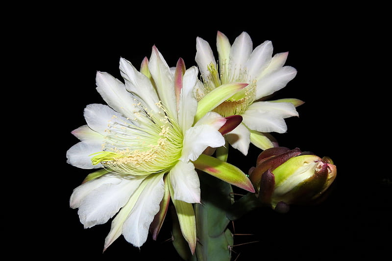 40 year Old Cactus...First Ever Blooms!!, desert, dark, flowers, nature, blooms, buds, cactus, night, HD wallpaper