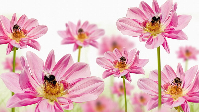 Bees and Gerberas, fresh, bugs, spring, bees, summer, gerbera, pink, daisy, wild flower, HD wallpaper