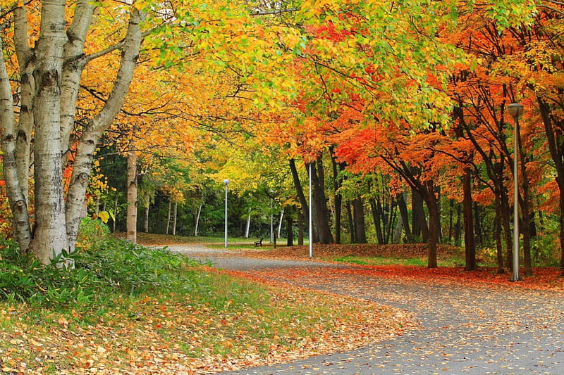 Flourished autumn, fall, autumn, nature, forests, seasons, HD wallpaper | Peakpx
