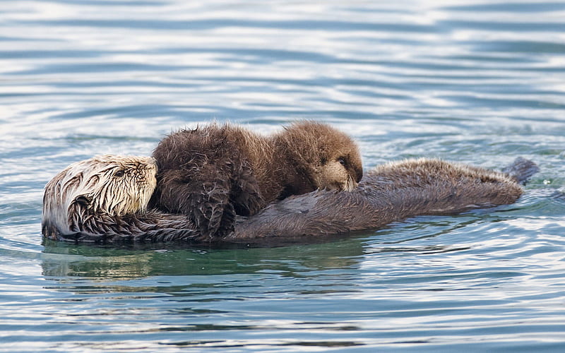 ~Adorable Sea Otters~, Sea Otters, floating, adorable, mother, baby, cute, water, precious, animals, HD wallpaper