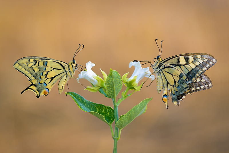 Insects, Swallowtail Butterfly, Butterfly, Flower, Macro, HD wallpaper