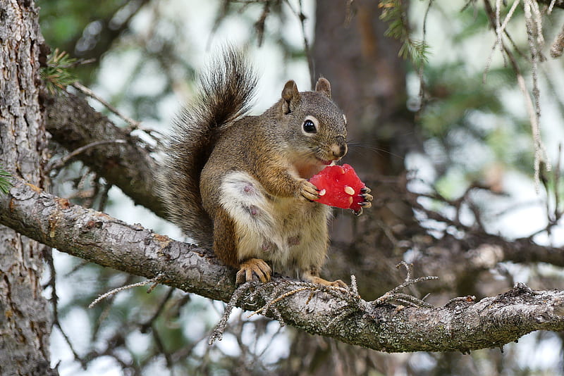 squirrel, rodent, fluffy, branch, watermelon, HD wallpaper