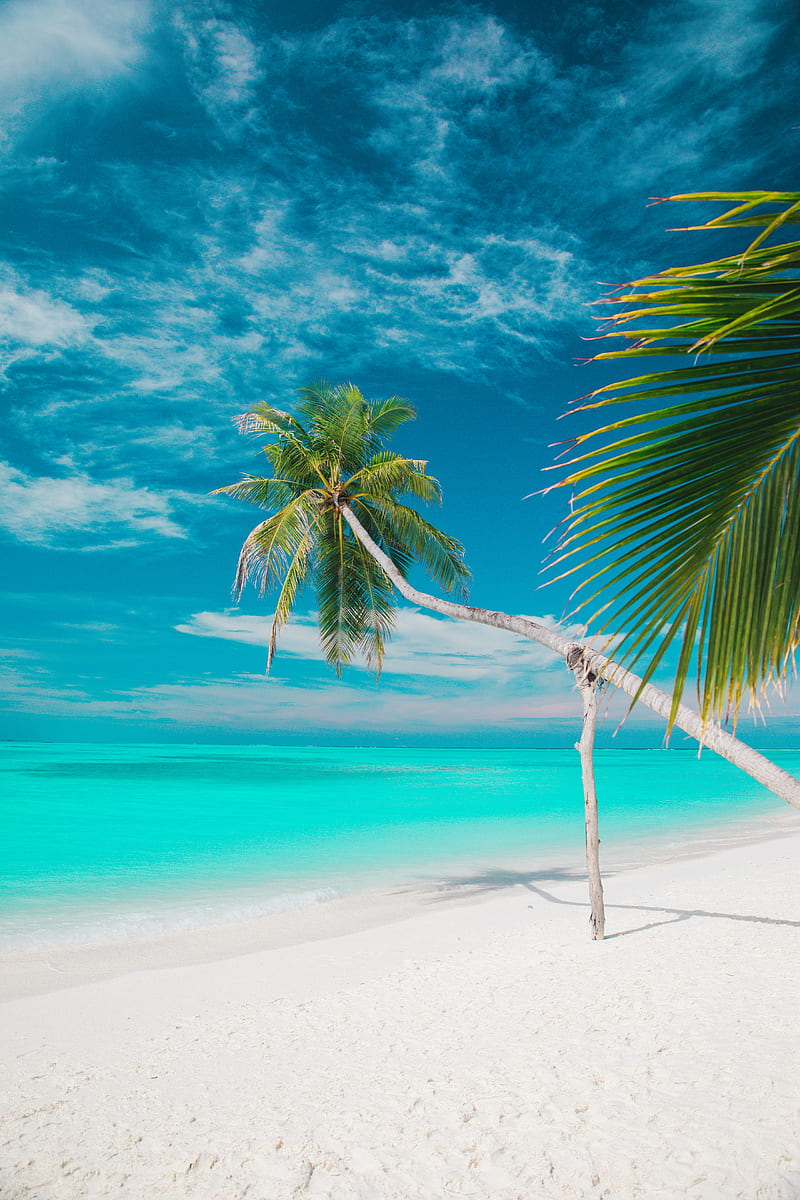beach, sea, palm trees, summer, tropics, HD phone wallpaper
