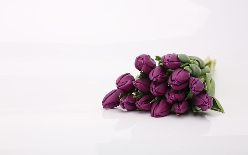 dark purple tulips, purple flowers, tulips, spring flowers, tulips on a white background, bouquet of tulips, HD wallpaper