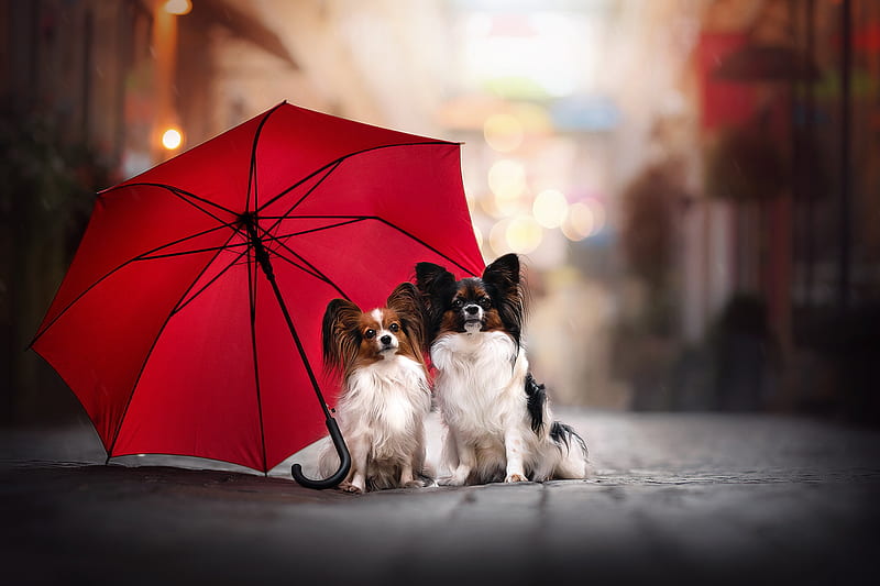 Dogs, Papillon, Dog, Papillon (Dog), Umbrella, HD wallpaper