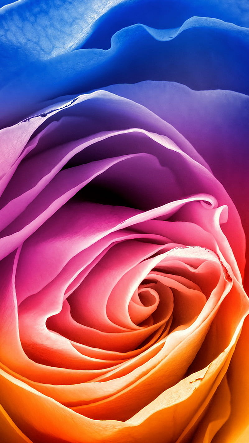 Rainbow Rose, black, flowers, roses, HD phone wallpaper | Peakpx