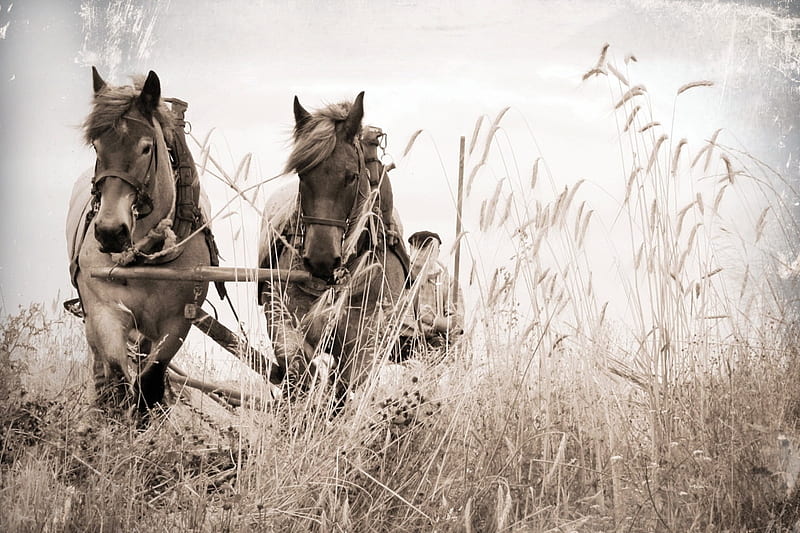 horses in monochrome, harness, monochrome, horses, field, HD wallpaper